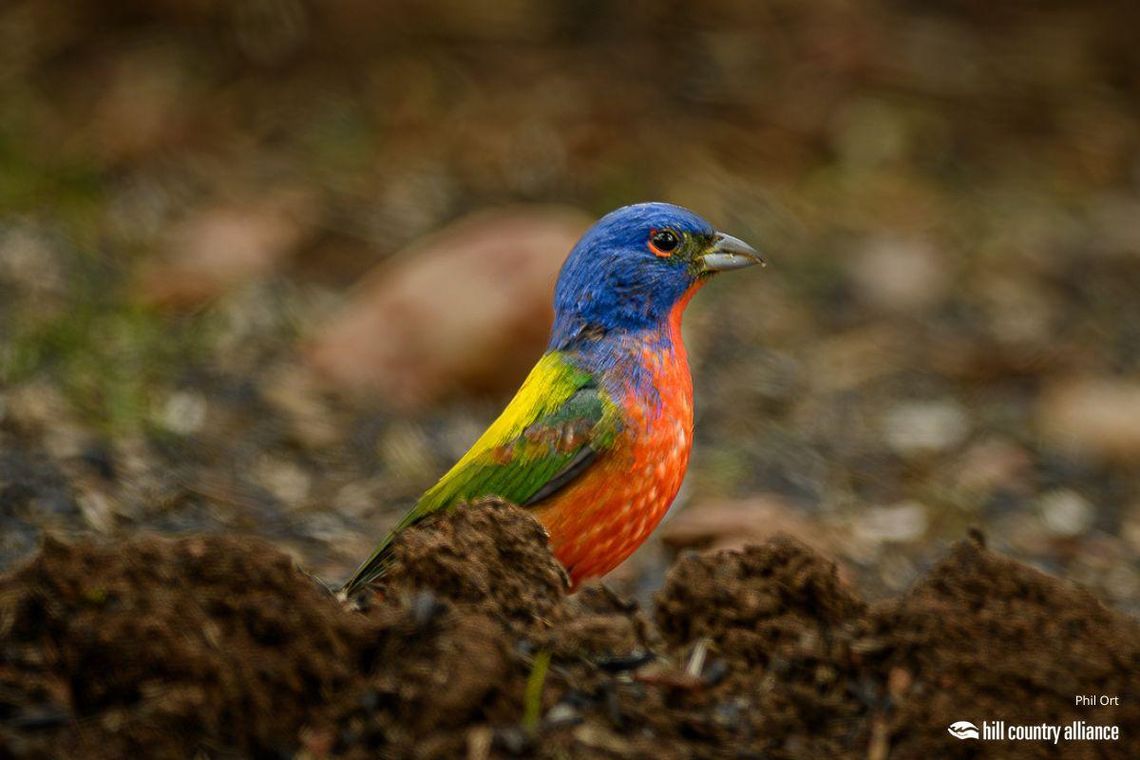 PHOTO BY PHIL ORT ”Painted Bunting” won first runner-up in the contest.
