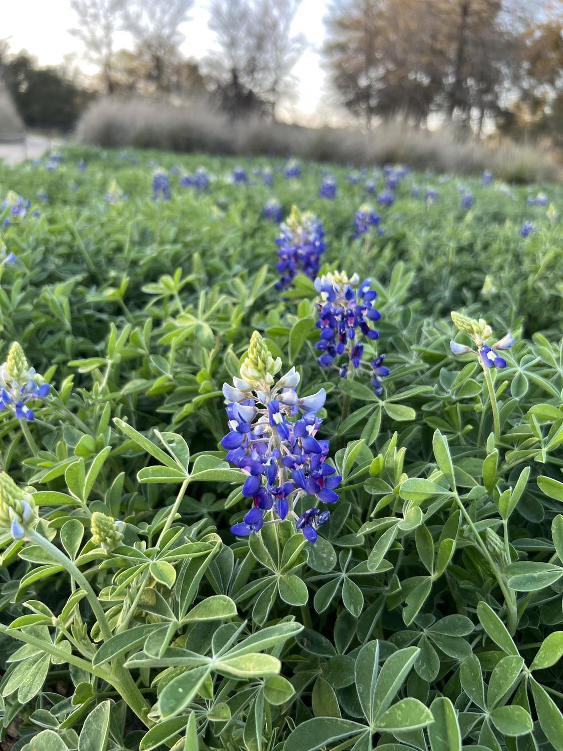 PHOTO BY LAURIE ANDERSON A field of bluebonnets begins to blossom.