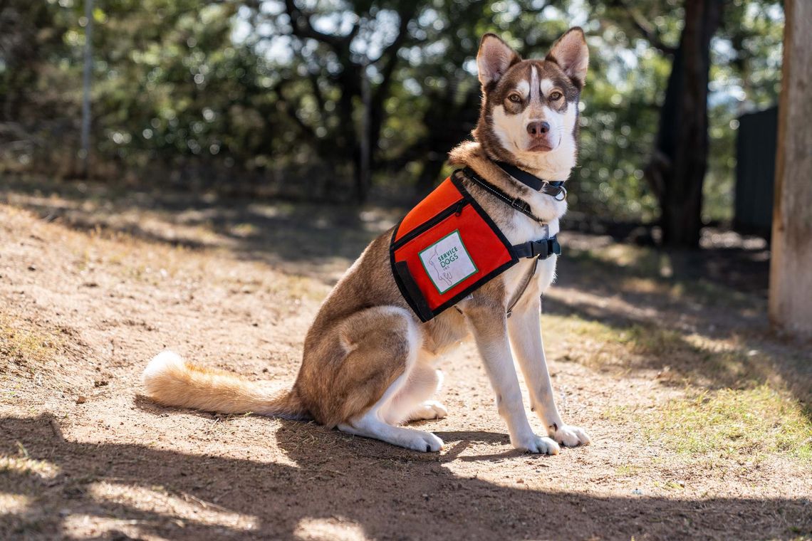 Local nonprofit training dogs to assist veterans with PTSD PHOTO BY KIDUS SOLOMON Service Dogs, Inc. is now training psychiatric service dogs.