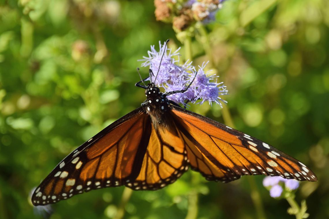PHOTO BY LAURIE ANDERSON A monarch feeds on mistflower at the Lady Bird Johnson Wildflower Center.