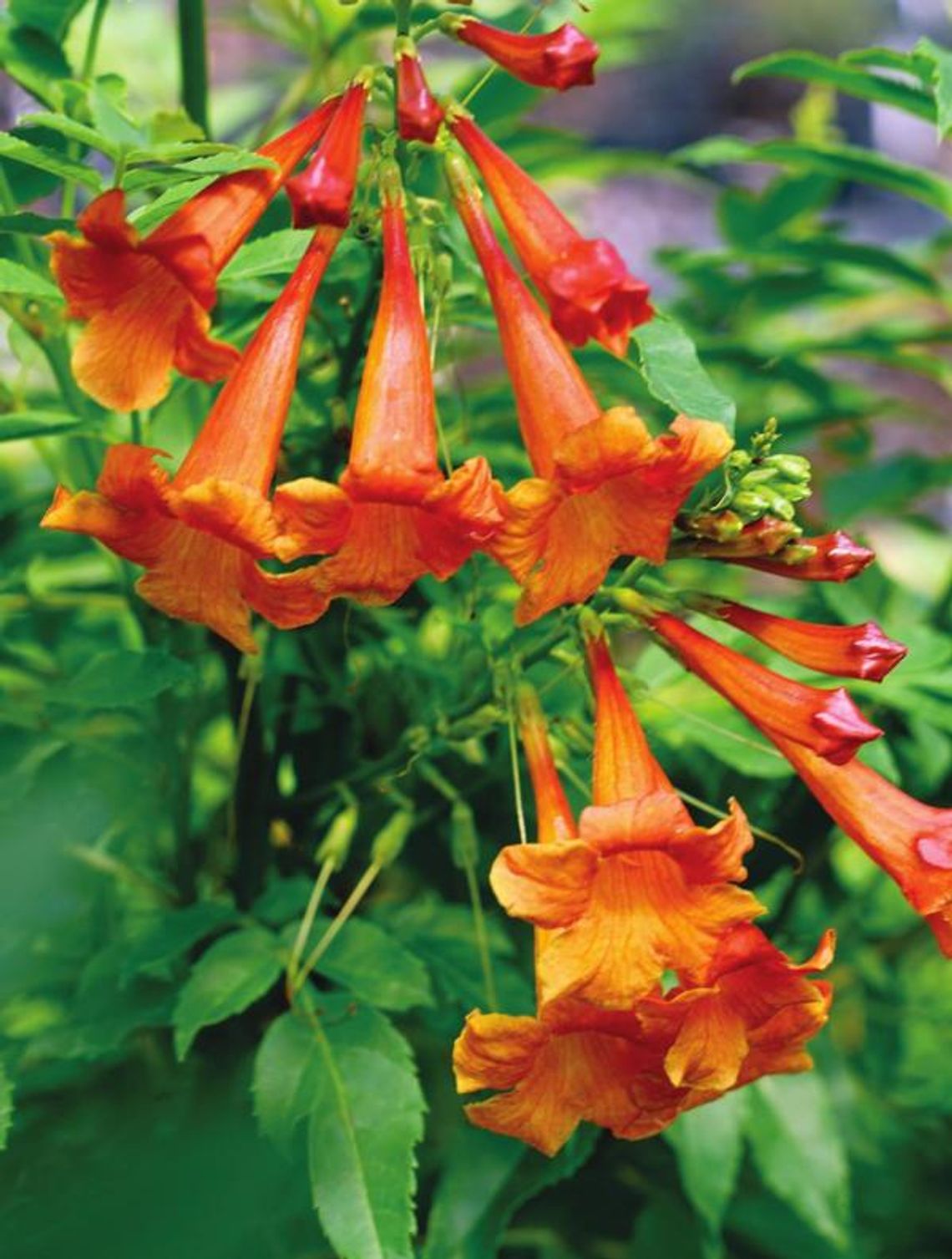 New Chicklet Orange will delight hummingbirds, butterflies