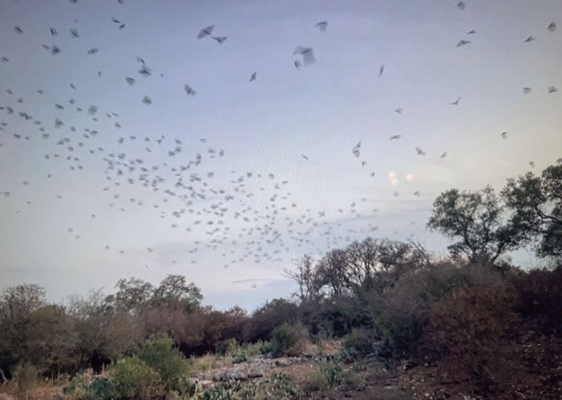 Order of the ‘Flying Hand’ protects people, crops from pests