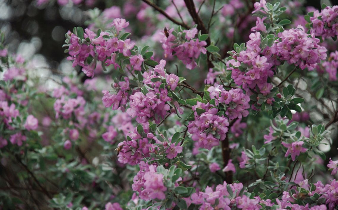 Perfect pinks in bloom thanks to Spring showers