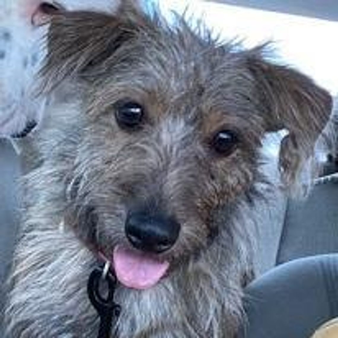 PETS OF THE WEEK ARMON.