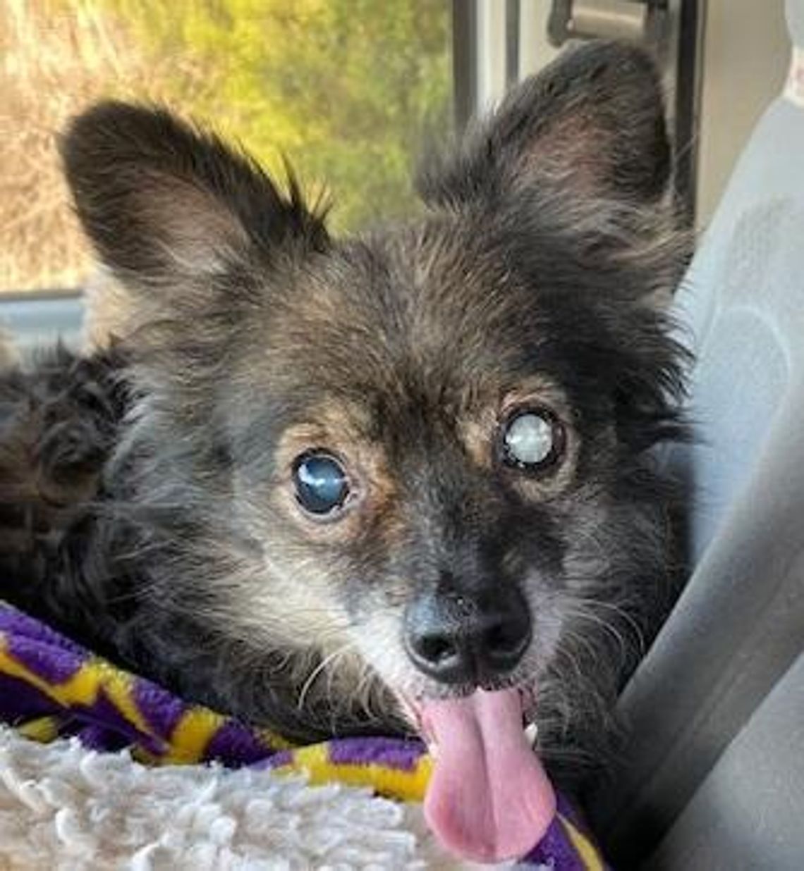 Pets of the Week NIKO.