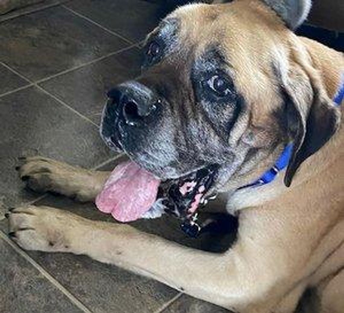 Pets of the Week Bastian.