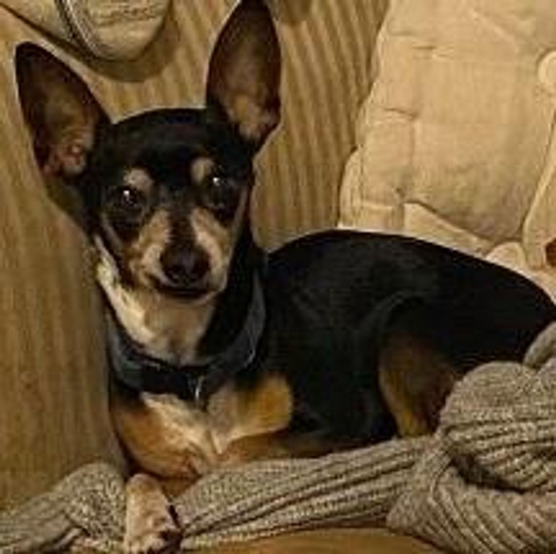 Pets of the Week Peppa.