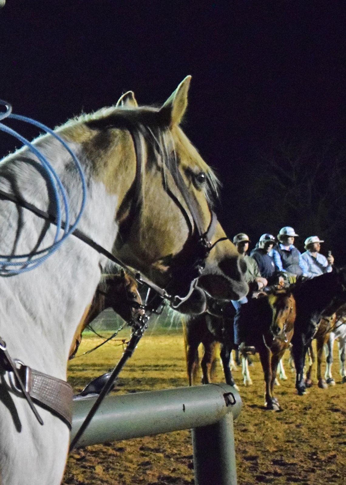 PHOTO BY LAURIE ANDERSON All equine activities at DSRP, including weekly roping, are canceled until Jan. 1.