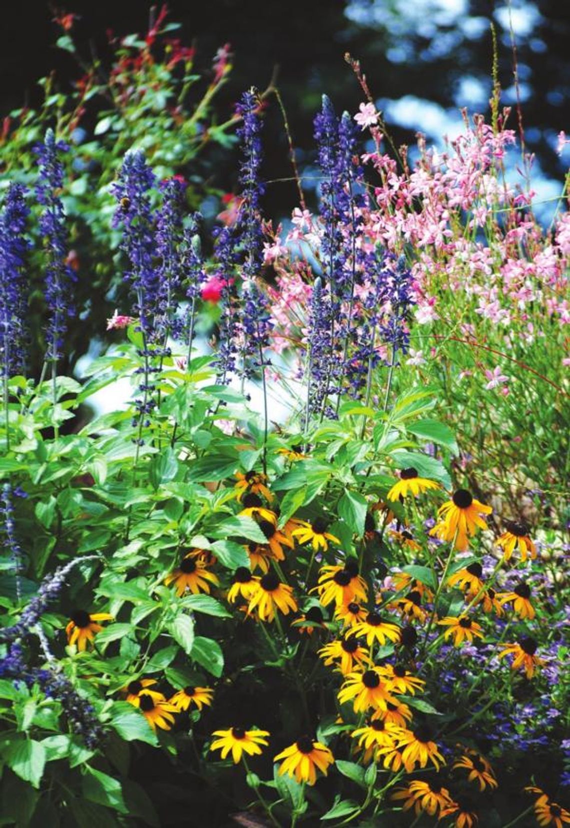 Rockin Playin the Blues Salvia: All About the bees, birds and butterflies