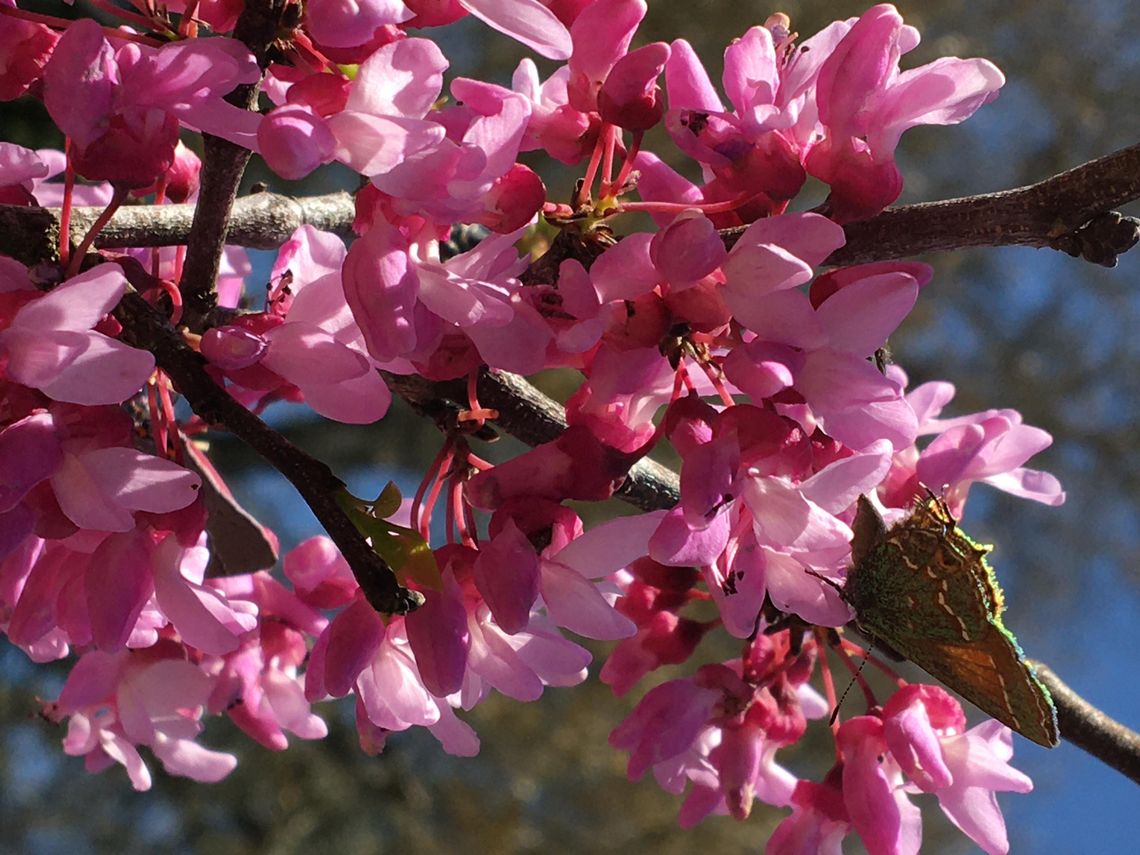 Shade from native trees can provide relief during hot summers