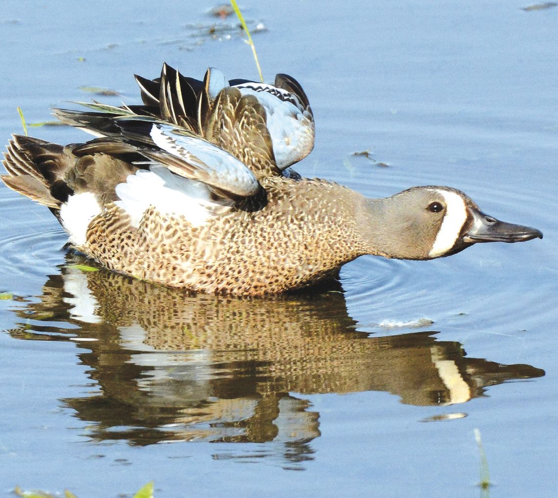 Teal time: Early season underway for 16 days