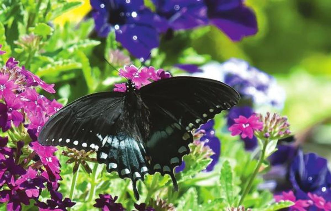 The early butterfly gets the verbena