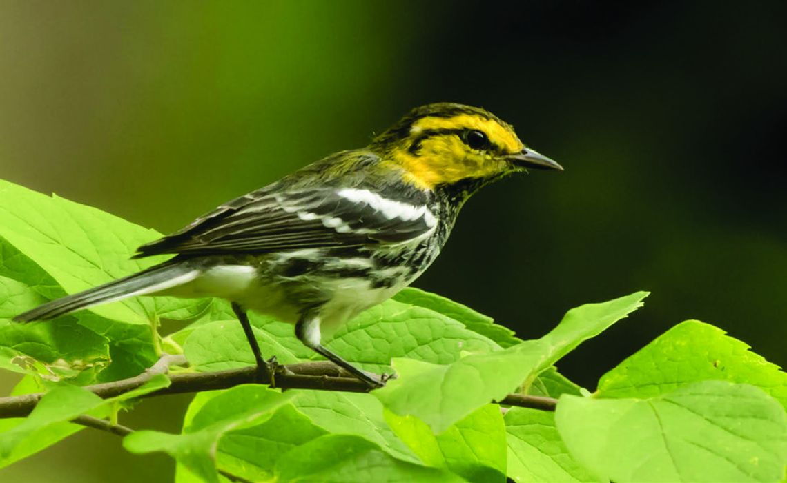 USFWS recommends downgrading status of golden-cheeked warbler