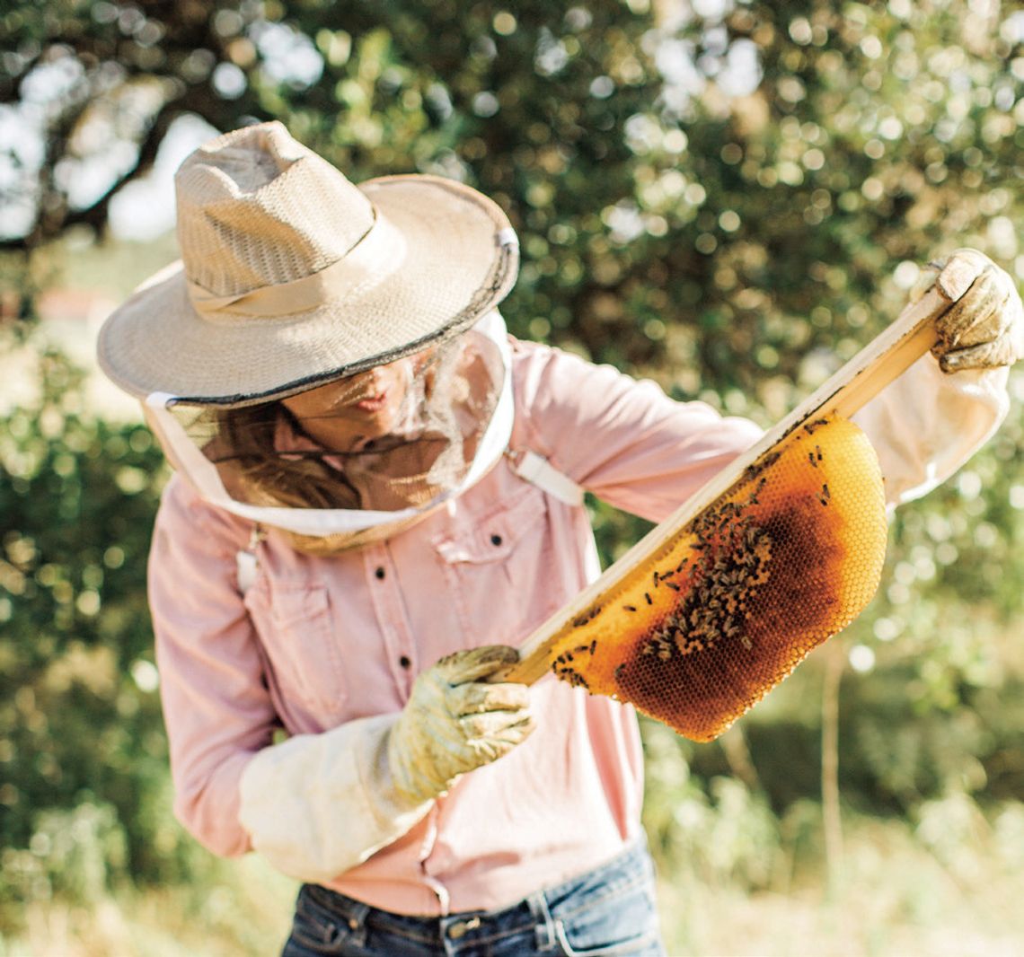 Vista Brewing Hosts Hays Honey Festival in Driftwood on Saturday