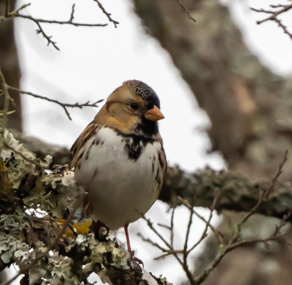 PHOTO BY TOM HAUSLER Harris’s Sparrow.