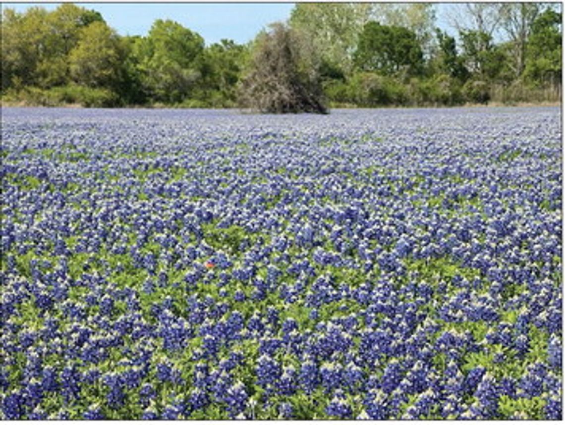 Wildflower projections mixed for Texas