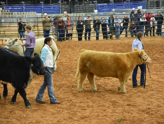 Steer judging competition in the arena on Thursday night. CENTURY NEWS PHOTO BY JOHN PACHECO