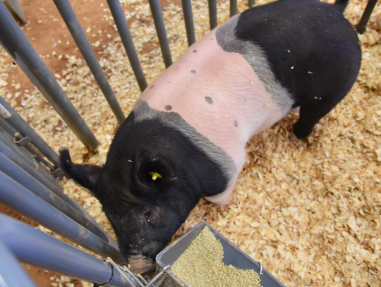 A British Saddleback pig awaits judging. CENTURY NEWS PHOTO BY JOHN PACHECO