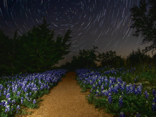 The North Star above a blue bonnet trail at DS Ranch Park.