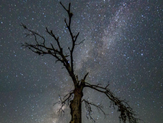 A dead tree an Creek Road intersects with the Milky Way