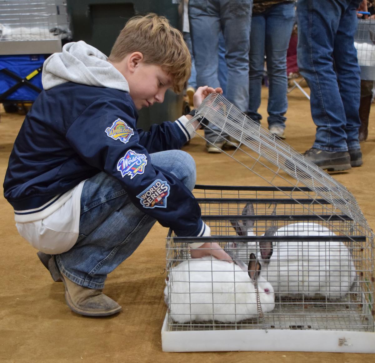 PHOTO BY LAURIE ANDERSON Blair Morris checks in on Bristol Blankenship’s rabb...