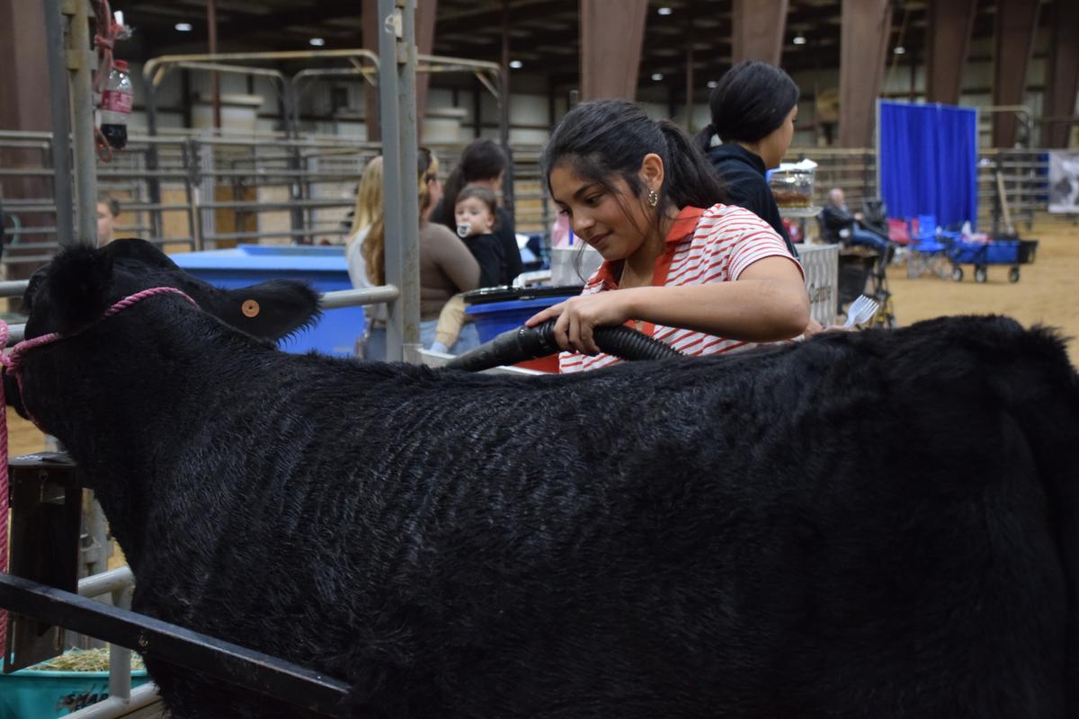Penelope Soto grooms her cow.