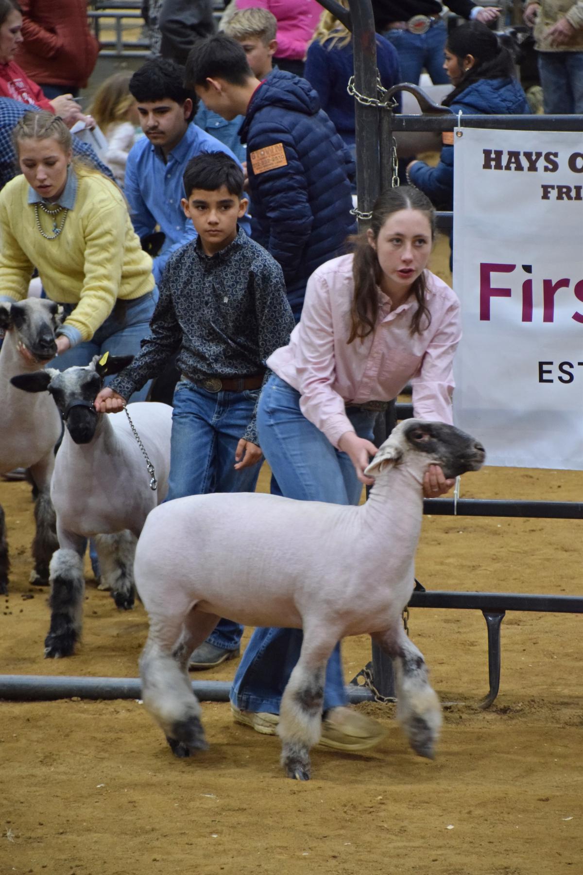 Contestants bring their sheep into the ring for judging.