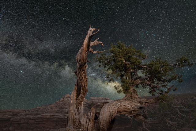 Tree image by Darrell Carder