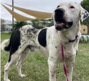 Image Cowboy (1).jpg (10487452)