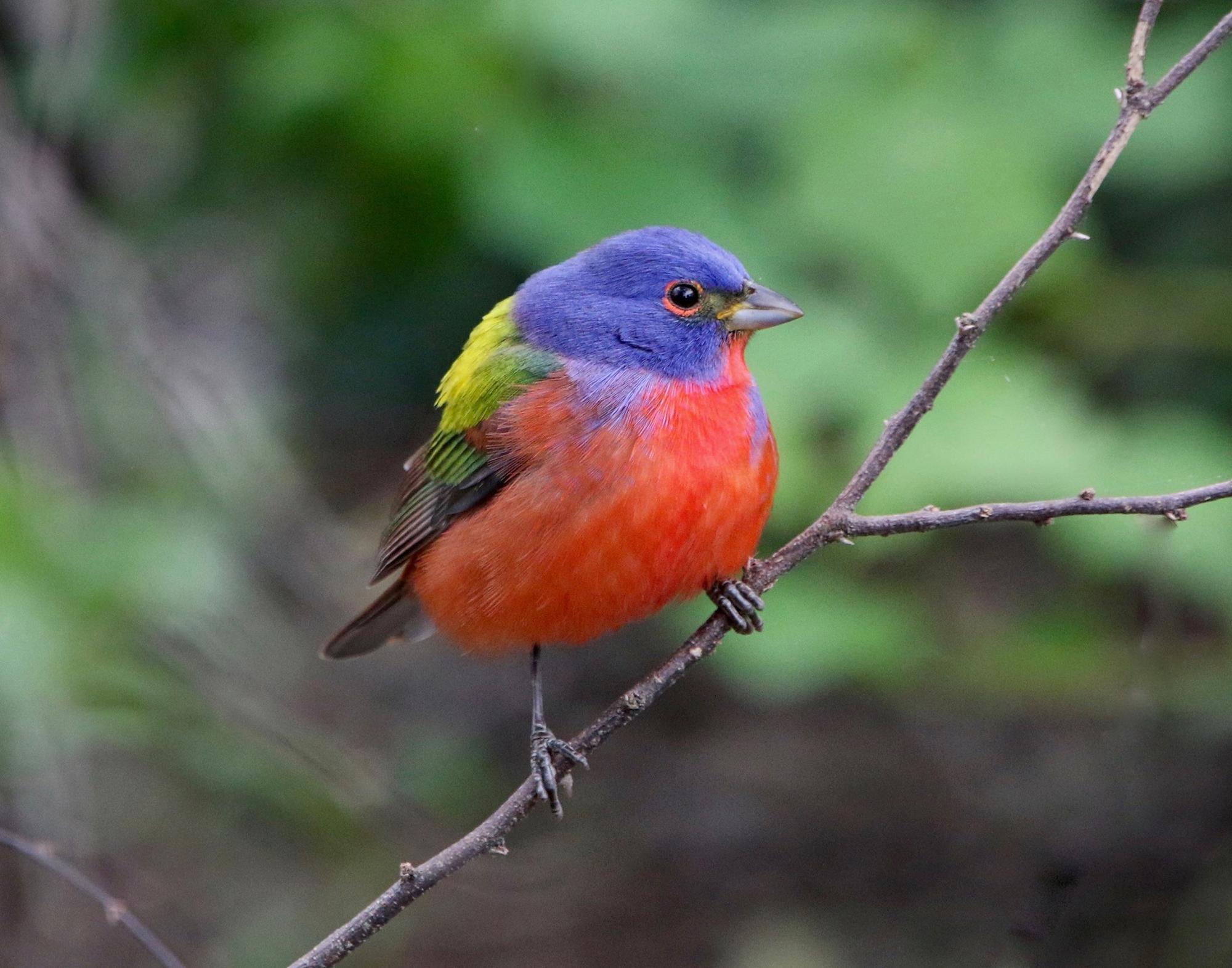 PHOTO BY ALICE LE DUC Painted Bunting.